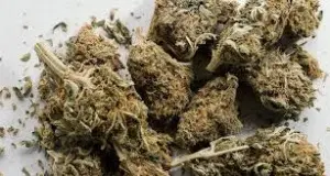 800 grammi di marijuana nei cellophane: arrestato operaio pescarese