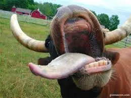 Mucca pazza: la BSE scoperta in una mucca in Germania