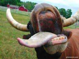 Mucca pazza: la BSE scoperta in una mucca in Germania