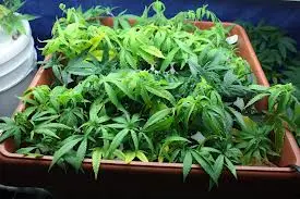 Sativex, un farmaco derivato dalla cannabis, autorizzato in Francia per dare sollievo agli ammalati