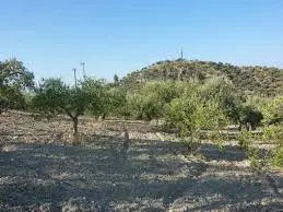 Rossano, Ciclone Nettuno: agricoltura in ginocchio