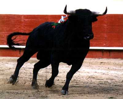 Una corrida "pacifista" dove toro e uomo "giocano" alla pari