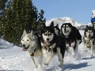 L'Aquila, sleddog sul lago ghiacciato che cede: salvi i due uomini e i dodici husky