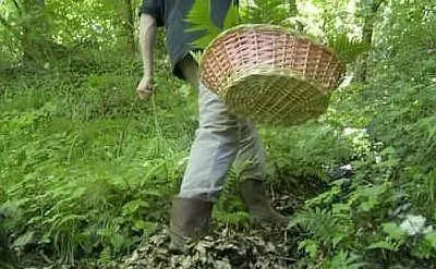 Disperso a Pula un raccoglitore di funghi 75enne, le ricerche proseguono da sabato