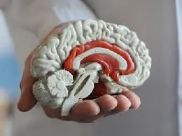 Venduti su eBay contenitori con massa cerebrale umana