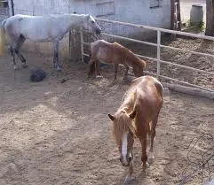 Presidente Cappellacci: "Impegno della Regione nel settore dell'allevamento del cavallo"