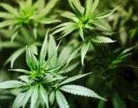 Colorado, la marijuana a uso ricreativo diventerà legale