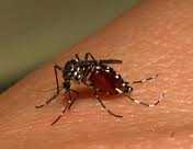 Virus Chikungunya a Saint Martin, Caraibi. Rischio per i viaggiatori provenienti dall'UE