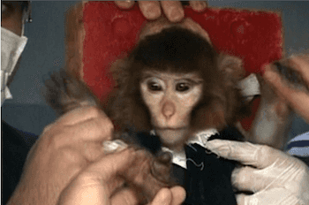 Iran, recuperata scimmia inviata nello spazio
