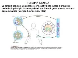 Scienziati utilizzano la terapia genica per creare globuli per la lotta contro il cancro