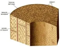 Chirurgi australiani inventano una penna che ricostruira' il tessuto osseo