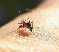 Scienza  e salute. Scoperto il motivo perché la nostra pelle attira le zanzare.