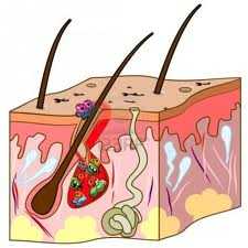 Acne: nuova cura da alghe e salmoni