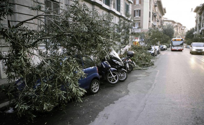 Maltempo, a Roma centauro muore ucciso da un albero nei pressi del raccordo anulare