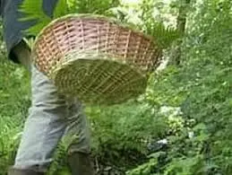 Cercatori di funghi dispersi nel Nuorese: ritrovati dopo due ore