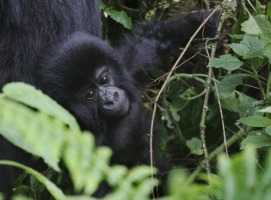 Parco Majella: nove gorilla adottati in Congo