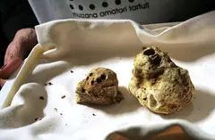 Muzzana del Turgnano:  fiera del tartufo bianco pregiato friulano