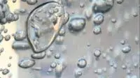 Acqua potabile e miele contaminati