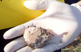 Marsica, bocconi avvelenati nel parco: morti due cani e una volpe, il bersaglio sono i lupi