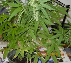 Altavilla Irpina, denunciato 25enne per possesso di marijuana
