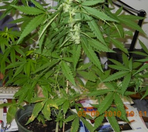 Altavilla Irpina, denunciato 25enne per possesso di marijuana