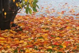 Oltre 1700 visitatori alla "Giornata d'Autunno" a Bolzano