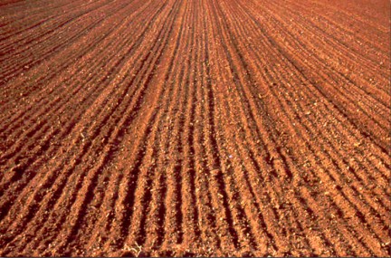 Agricoltura, la "banca della terra" muove i primi passi: approvato il regolamento