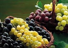 Agricoltura: in Liguria vendemmia in ritardo ma buona