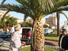 Riccio: operativa la task force voluta dal sindaco Abramo per contrastare il punteruolo rosso