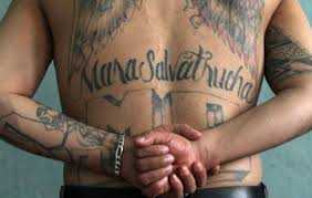 Milano: pestaggi e violenza, la gang latina Ms13