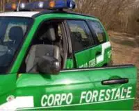 Sequestrato un bosco e denunciato il proprietario, tagliate abusivamente oltre 400 piante