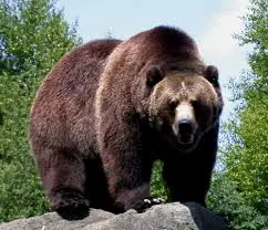 Catturato e radiocollarato un orso sul Monte Bondone
