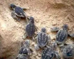 Tartarughe marine: dopo Giulia, nuove uova si schiudono