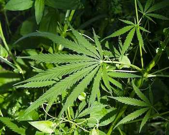 Caserta, scoperta piantagione di marijuana nei pressi del Volturno