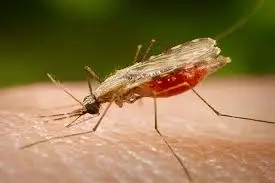 Novara: muore bambino di 6 anni, si sospetta un caso di Malaria