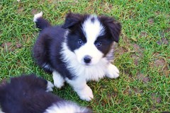 Il Comune Cividale del Friuli presenta il progetto "Pet Therapy"