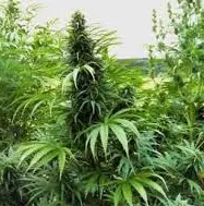 Scoperta dai Carabinieri piantagione di marijuana irrigata con l'acqua del lago