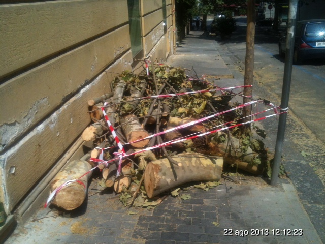 Vomero: continua l'abbattimento degli alberi. Gli ultimi in via Enrico Alvino