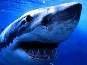 Hawaii, ventenne tedesca muore uccisa da uno squalo
