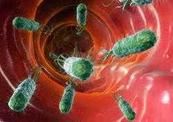 Seu, salgano a sedici i casi di infezione da tossina di Escherichia coli