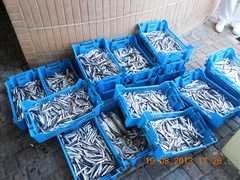 Guardia Costiera di Anzio: 60 kg di pesce sequestrato e donato in beneficienza