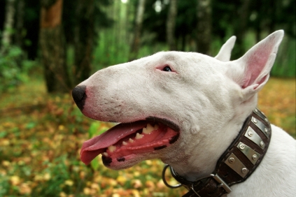 Biella: scoperto traffico di Bull Terrier. Sequestrati 11 cani, erano chiusi in gabbia