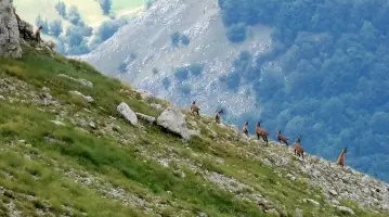 Marsica: il camoscio d'Abruzzo sposta il suo habitat ad Opi