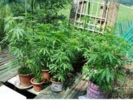 Pineto: coltivava piante di marijuana sul balcone, denunciato