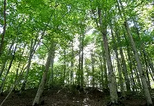 Nuovo appuntamento con l'Eco Faggeta Festival