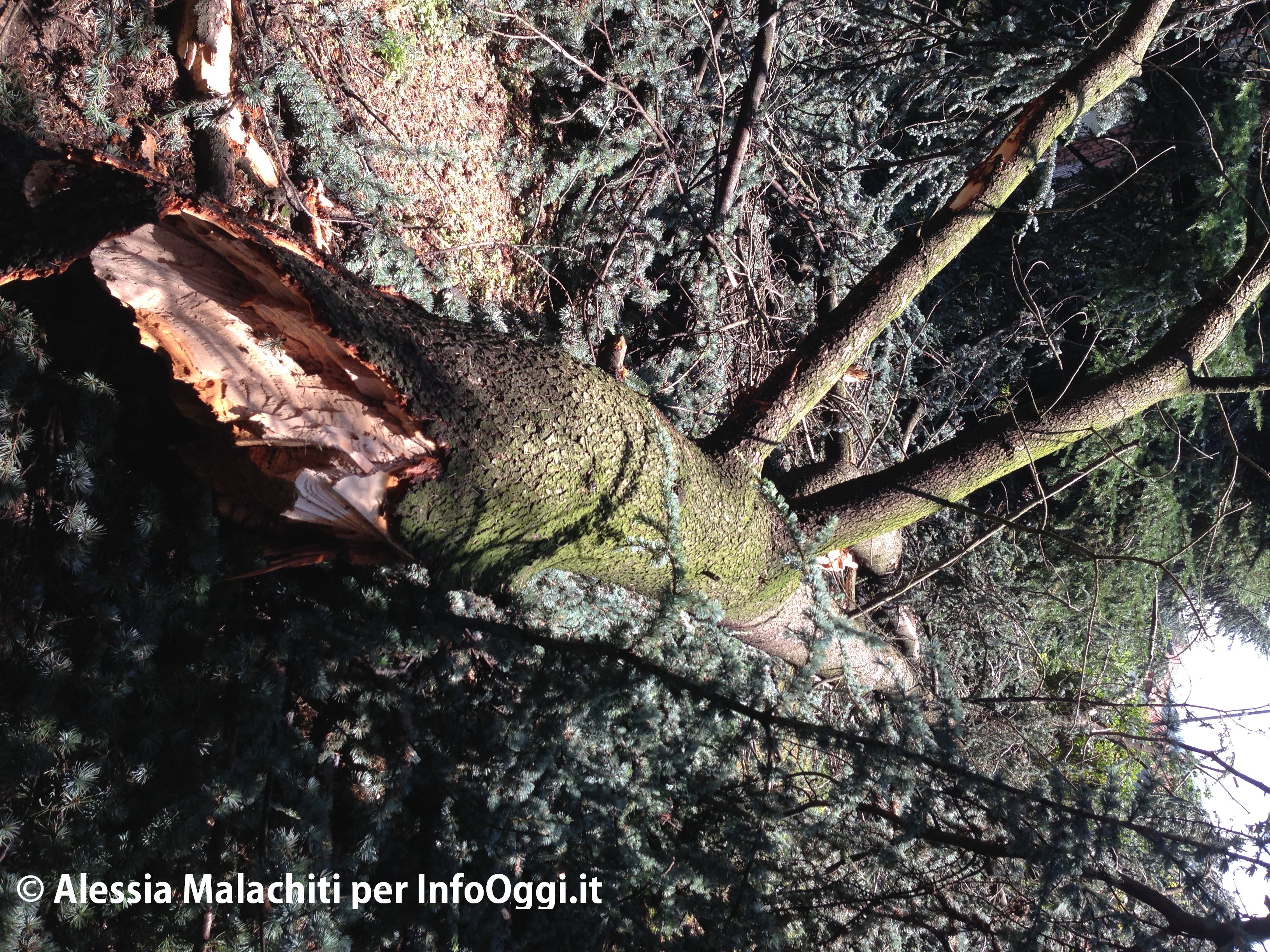 Violenta tromba d'aria nel Torinese: danni e alberi caduti