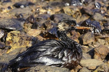 Disastro ambientale in Italia, parte la campagna di Avaaz