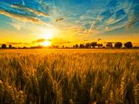 La messe è molta ma gli operai sono pochi