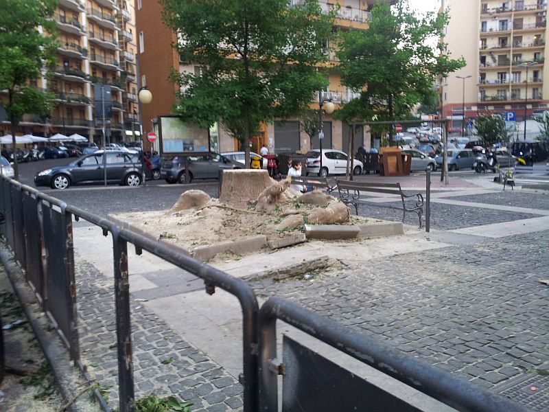Napoli: proposta l'istituzione del  "garante per la tutela degli alberi"