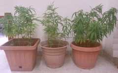 Questura CZ: Arresto per coltivazione e detenzione piante maijuana